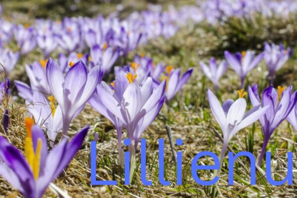 Lillienu