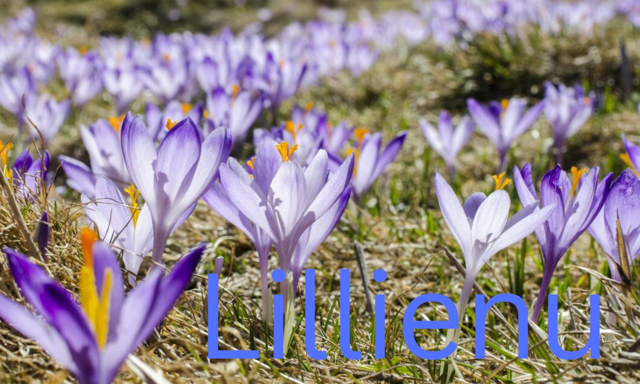 Lillienu